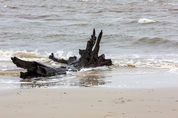Driftwood