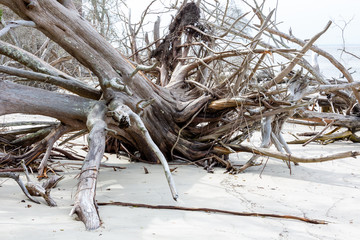 Driftwood