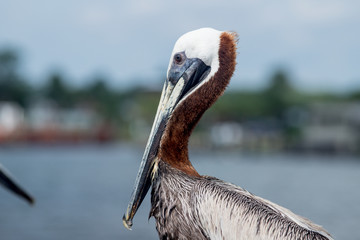 Brown Pelicans in Florida Panhandle
