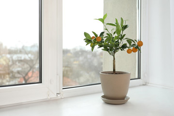 Potted citrus tree on windowsill indoors. Space for text