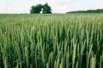 Green wheat field and sunny day - obrazy, fototapety, plakaty