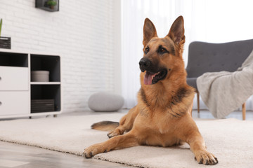 German shepherd on floor in living room