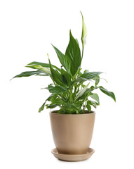 Potted peace lily plant on white background