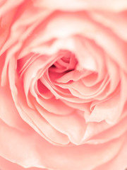 macro shot of beautiful pink rose flower.  Floral background with soft selective focus, shallow depth of field.