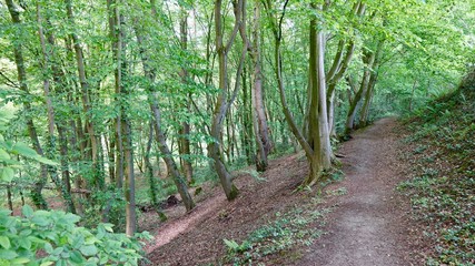 Buchenwald im Bergischen Land, Wanderung