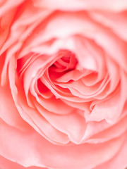 macro shot of beautiful pink rose flower.  Floral background with soft selective focus, shallow depth of field.
