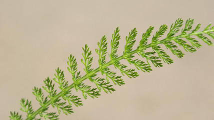 Obraz premium close-up of green fern leaf on a Sunny day