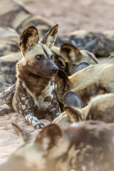 African wild dog in Kruger National park, South Africa ; Specie Lycaon pictus family of Canidae