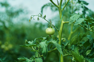 Red and green tomatoes on the greenhouse farm