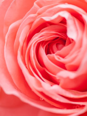 Fototapeta na wymiar Abstract macro shot of beautiful pink rose flower. Floral background with soft selective focus, shallow depth of field.