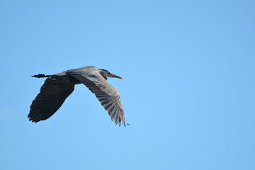 Obraz premium Great Blue Heron