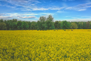 Incredible landscape with a yellow field of radish on a sunny day against the blue sky with clouds