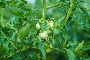 Red and green tomatoes on the greenhouse farm