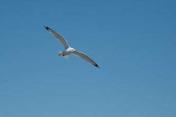 Sea Gull Flying