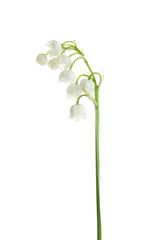 Fototapeta na wymiar Beautiful fragrant lily of the valley on white background
