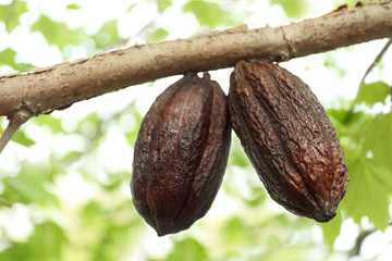 Closeup view of cocoa tree with pods
