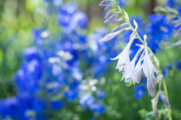 Close-up of blooming flower hosta against a blurred background of blue flowers