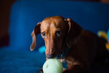 Dachshund With Ball