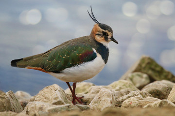 Lapwing