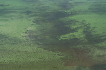 blooming green water in the pond. small green algae. ecology. algal blooms.