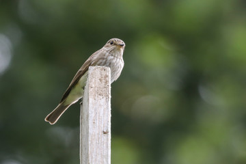 Spotted Flycatcher