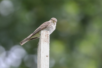 Spotted Flycatcher