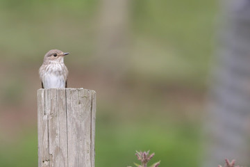 Spotted Flycatcher