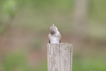 Spotted Flycatcher