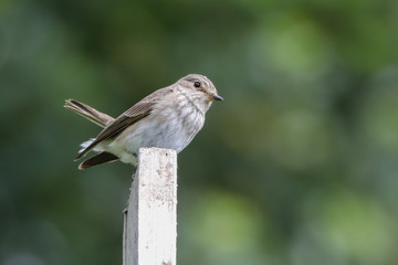 Spotted Flycatcher