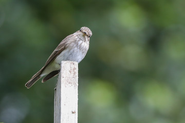 Spotted Flycatcher