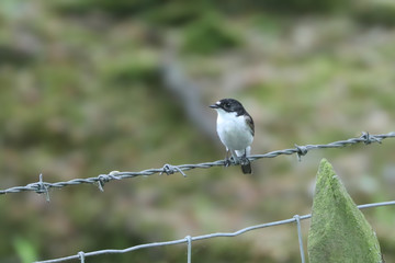 Male Pied Flycatcher