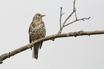 Mistle Thrush