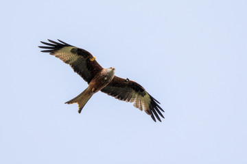 Red Kite
