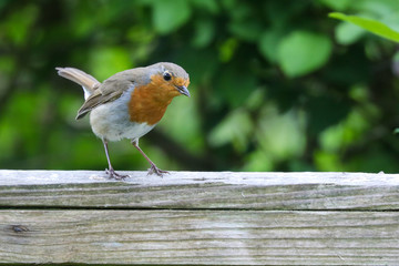 Robin