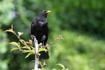 Blackbird