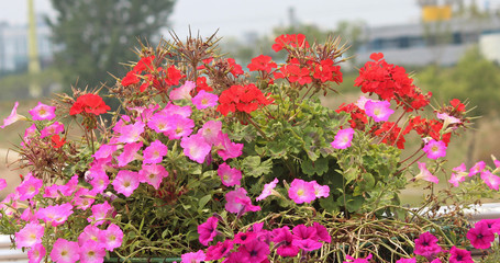 도로 화분에 화초