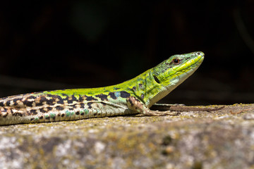 Italienische Mauereidechse, Podarcis muralis nigriventris