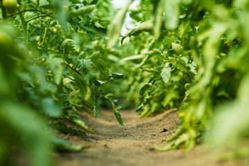Red and green tomatoes on the greenhouse farm