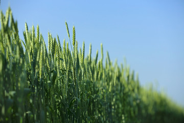 Wheat field on sunny day. Amazing nature in  summer