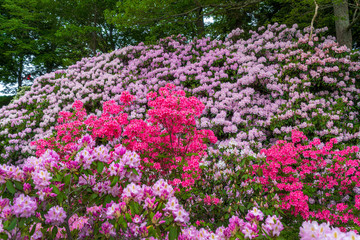 Azaleas and rhododendrons blooming in the garden.