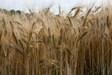ears of wheat