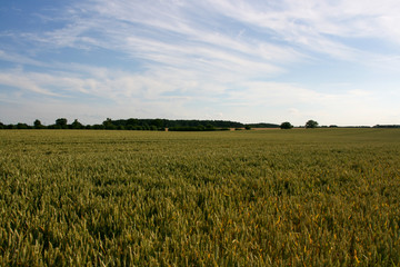 field of wheat