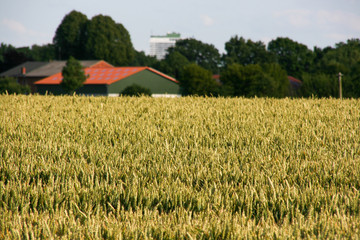field of wheat