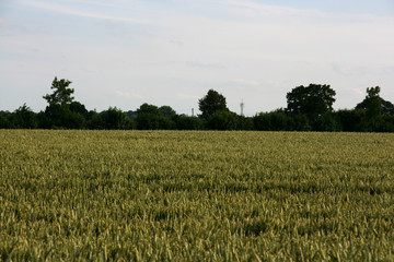 green field of wheat