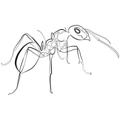 Ant one line drawing. Insect continuous line sketch Vector Art