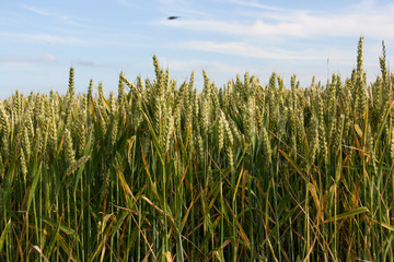 ears of wheat