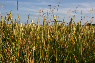 field of wheat