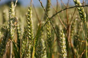 ears of wheat
