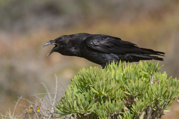 Kolkrabe, Corvus corax canariensis