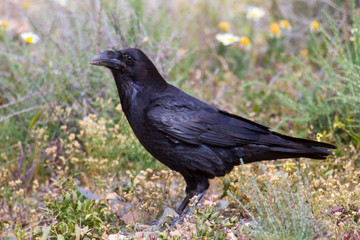 Kolkrabe, Corvus corax canariensis